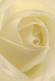 Drawn into the luminous heart of a cream-white rose, the viewer is enveloped by a sense of serenity that mirrors the gentle pace of life in Lower Clapton. Silken petals unfurl in a flawless spiral, their ivory tones kissed by soft, natural light that cascades as if from a north-facing studio window off Clapton Square. The petals' texture hints at morning dew-smooth, cool, and inviting to the touch-while faint shadows nestle between each delicate fold, lending the bloom a sense of quiet intrigue and intimate artistry. There's an atmosphere here reminiscent of a sunrise stroll by Millfields Park, peaceful yet full of promise, with the barely perceptible scent offering comfort and hope. This rose stands as a symbol of reverence and admiration, carefully chosen by a Lower Clapton florist for moments that require gentle sincerity-be it acts of sympathy, new beginnings, or the celebration of love's enduring grace. The perspective invites the senses to fully absorb the bloom's subtle power, the thoughtful arrangement, and the emotion infused by hands that understand the beauty of and meaning behind every petal.